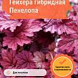 Гейхера гибридная Пенелопа Гейхера гибридная Пенелопа