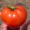 Томат Волгоградец