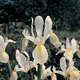 Ирис White excelsior Ирис White excelsior